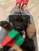 Owczarek niemiecki długowłosy - szczenięta z hodowli FCI - 3