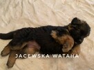 Owczarek niemiecki długowłosy - szczenięta z hodowli FCI - 2