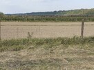 Działka 480/1 w Parchatce okolice Kazimierza - 4
