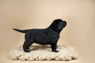 Piękne szczeniaki Labrador Retriever CZARNE ZKwP FCI - 4
