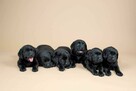 Piękne szczeniaki Labrador Retriever CZARNE ZKwP FCI - 2