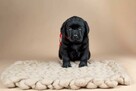 Piękne szczeniaki Labrador Retriever CZARNE ZKwP FCI - 3