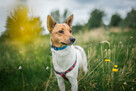 Jerry - fajny psiak BASENJI mix do adopcji! - 1