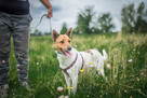 Jerry - fajny psiak BASENJI mix do adopcji! - 3