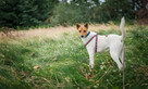 Jerry - fajny psiak BASENJI mix do adopcji! - 7