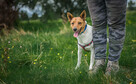 Jerry - fajny psiak BASENJI mix do adopcji! - 2