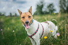 Jerry - fajny psiak BASENJI mix do adopcji! - 5