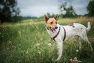 Jerry - fajny psiak BASENJI mix do adopcji! - 6