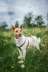 Jerry - fajny psiak BASENJI mix do adopcji! - 4