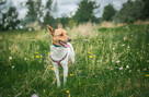 Jerry - fajny psiak BASENJI mix do adopcji! - 8
