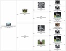 Wyżeł weimarski | Reproduktor - 6