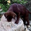 Szczenięta LABLADOR RETRIEVER z rodowodem wychowane w domu - 7