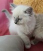 RAGDOLL kocięta FPL - 5
