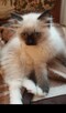 RAGDOLL kocięta FPL - 6