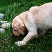 Szczenięta LABLADOR RETRIEVER z rodowodem wychowane w domu - 2