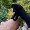 Szczenięta LABLADOR RETRIEVER z rodowodem wychowane w domu - 8