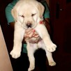 Szczenięta LABLADOR RETRIEVER z rodowodem wychowane w domu - 5