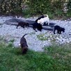 Szczenięta LABLADOR RETRIEVER z rodowodem wychowane w domu - 4