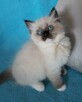 RAGDOLL kocięta FPL - 2