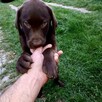Szczenięta LABLADOR RETRIEVER z rodowodem wychowane w domu - 3