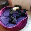 Szczenięta LABLADOR RETRIEVER z rodowodem wychowane w domu - 6