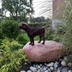 Szczenięta LABLADOR RETRIEVER z rodowodem wychowane w domu - 1