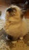 RAGDOLL kocięta FPL - 3