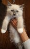 RAGDOLL kocięta FPL - 4