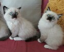 RAGDOLL kocięta FPL - 1