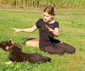 Owczarki niemieckie krótkowłose i długowłose - 10
