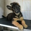 Owczarki niemieckie krótkowłose i długowłose - 13