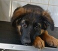 Owczarki niemieckie krótkowłose i długowłose - 11