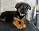 Owczarki niemieckie krótkowłose i długowłose - 12