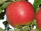 ekologiczne Jabłka - 1