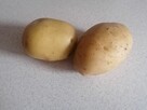 Ziemniaki jadalne Bryza - 1