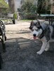 Husky Siberian! Szczeniaki! - 8