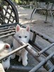 Husky Siberian! Szczeniaki! - 10