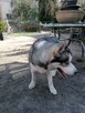 Husky Siberian! Szczeniaki! - 7