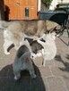 Husky Siberian! Szczeniaki! - 4