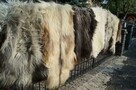 Oryginalne skóry owcze Heidschnucke, dywany - 5
