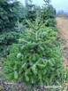 Jodła KAUKASKA CIĘTA 80-100 cm IDEALNA NA CHOINKĘ - 1