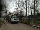 Wycinka drzew, cięcie korygujące i pielęgnacyjne drzew - 2