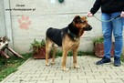 Chrom - pogodny owczarek - 7