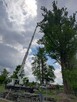 Wycinka drzew, cięcie korygujące i pielęgnacyjne drzew - 3