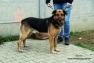 Chrom - pogodny owczarek - 5