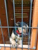 Tymek ok 3 letni psiak pilnie szuka domu Dorota Go - 6
