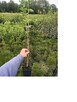 P11 Wiciokrzew pospolity Lonicera xylosteum HURT-DETAL Dost - 2