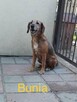 Starsza skrzywdzona sunia szuka PILNIE kochającego domu - 2