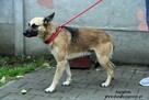 Jagodnik - sympatyczny rudzielec - 2