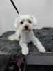 Groomer, Salon pielęgnacji psów, Psi fryzjer - 3